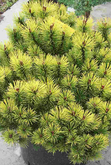 Pinus mugo Wintergold