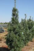 Pinus strobus Fastigiata