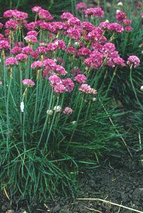 Armeria maritima