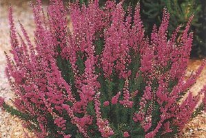 calluna