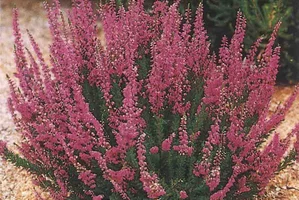 calluna calluna