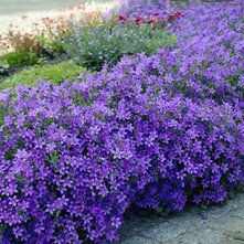 Campanula