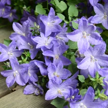Campanula Campanula