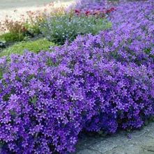Campanula Campanula