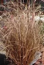 Carex buchananii -záhrada na jeseň Carex buchananii -záhrada na jeseň