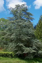 Cedrus atlantica Glauca