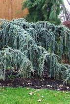 Cedrus atlantica Glauca Pendula