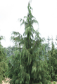 Chamaecyparis nootkatensis Pendula