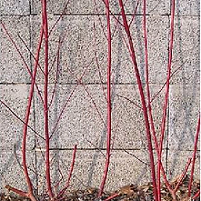 Cornus - správny rez