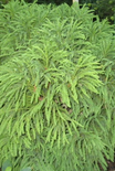 Cryptomeria japonica Globosa Nana