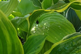 hosta v záhradnom centre Bella Gardena