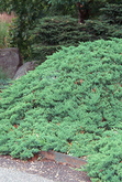 Juniperus procumbens Nana,