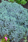 Juniperus squamata Blue Star,