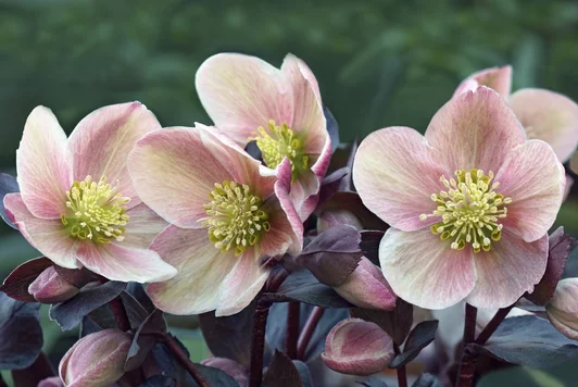 Kalendarium Bella Gardena 2019