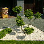 minimalistická záhrada