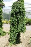 Picea abies Inversa - smrek obyčajný