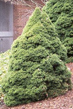 Picea glauca Conica