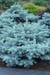 Picea pungens Glauca Globosa - Smrek pichľavý