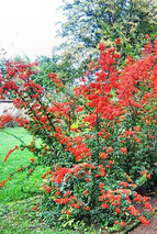 Pyracantha coccinea