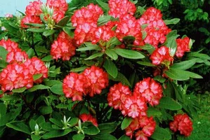 Rododendron Rododendron