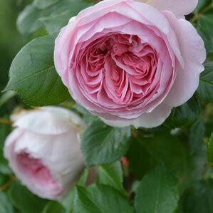 ruže vo vintage záhrade