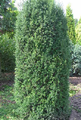 Taxus media Hillii