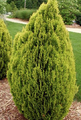 Thuja orientalis Aurea Nana