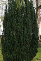 Tis červený - Taxus baccata Fastigiata