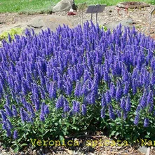 Veronica Veronica